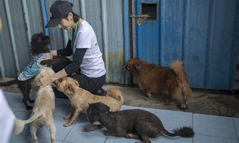 how are animals treated in china